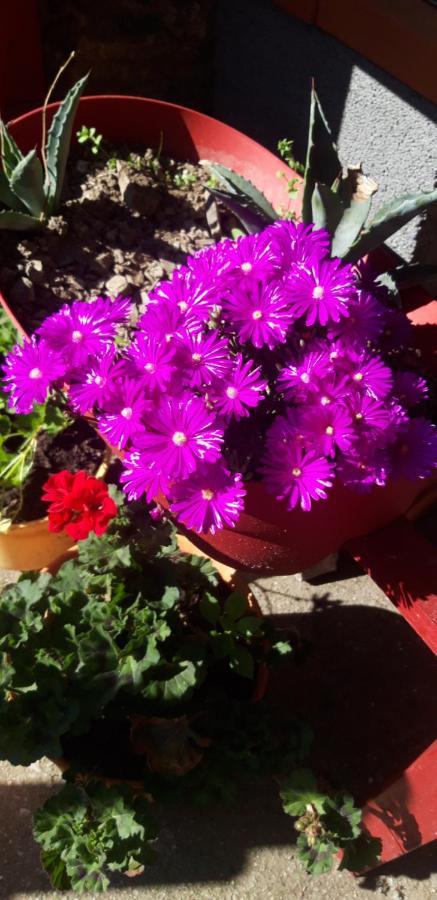 Gites Chez Daniel "Cevennes 1" Mars  Екстер'єр фото