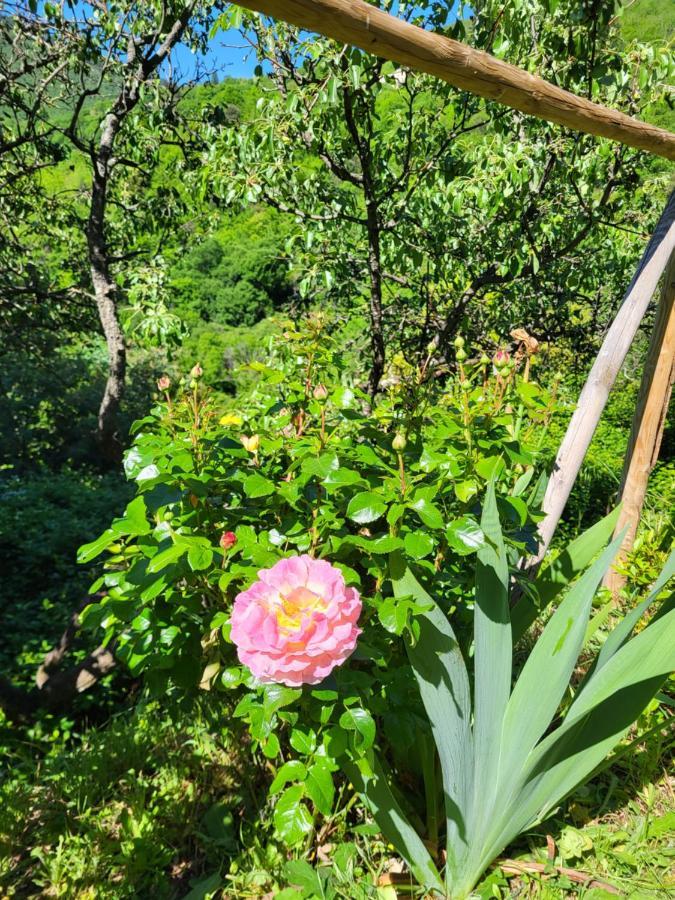 Gites Chez Daniel "Cevennes 1" Mars  Екстер'єр фото